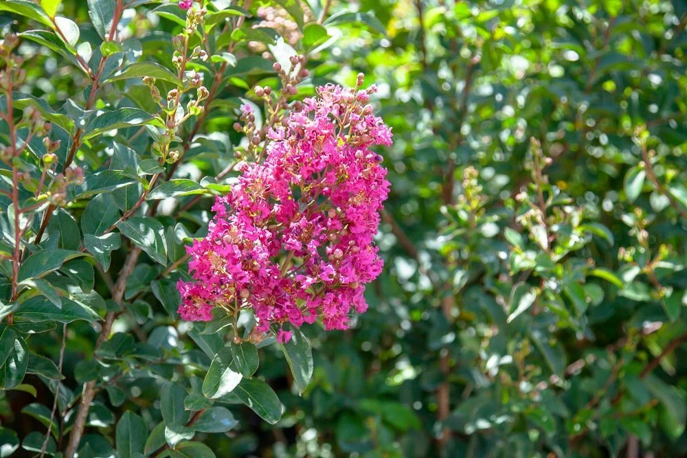 Perfect Plants All Trees Tonto Crape Myrtle Tree 4 Perfect Plants All Trees Tonto Crape Myrtle Tree