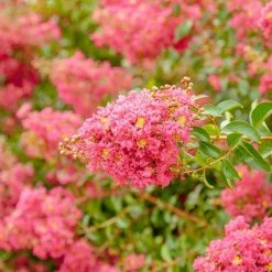Perfect Plants All Trees Tonto Crape Myrtle Tree 11 Perfect Plants All Trees Tonto Crape Myrtle Tree