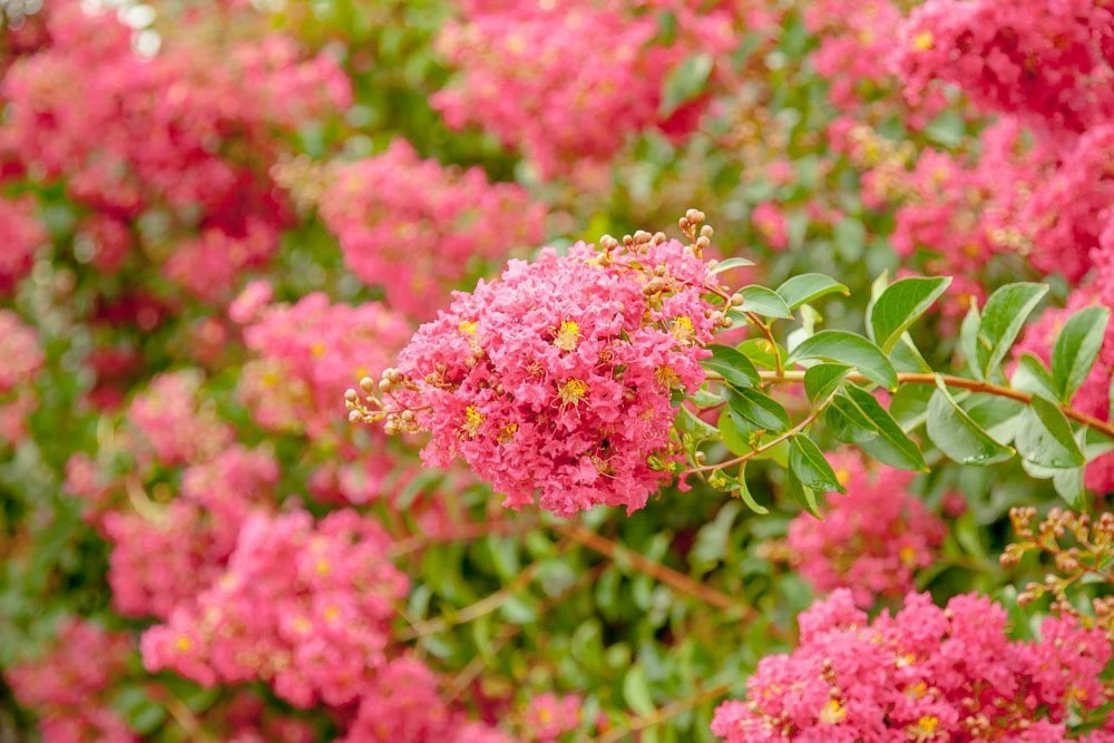 Perfect Plants All Trees Tonto Crape Myrtle Tree 5 Perfect Plants All Trees Tonto Crape Myrtle Tree