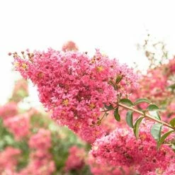 Perfect Plants All Trees Tonto Crape Myrtle Tree 12 Perfect Plants All Trees Tonto Crape Myrtle Tree