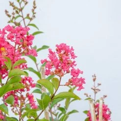 Perfect Plants All Trees Tonto Crape Myrtle Tree 13 Perfect Plants All Trees Tonto Crape Myrtle Tree