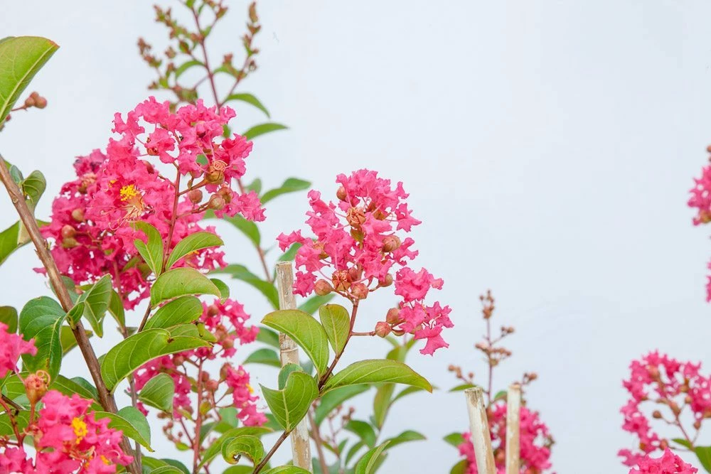 Perfect Plants All Trees Tonto Crape Myrtle Tree 7 Perfect Plants All Trees Tonto Crape Myrtle Tree