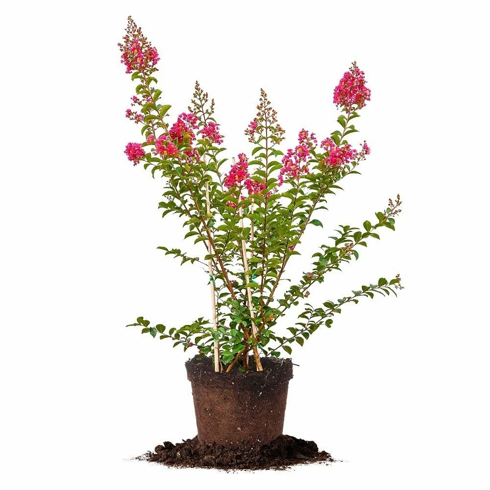 Perfect Plants All Trees Tonto Crape Myrtle Tree 1 Perfect Plants All Trees Tonto Crape Myrtle Tree