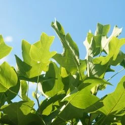 Perfect Plants All Trees Tulip Poplar Tree