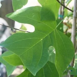 Perfect Plants All Trees Tulip Poplar Tree