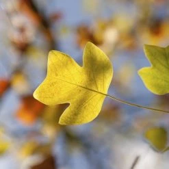 Perfect Plants All Trees Tulip Poplar Tree