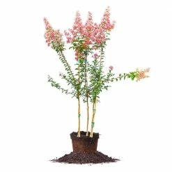 Perfect Plants Tuscarora Crape Myrtle Tree