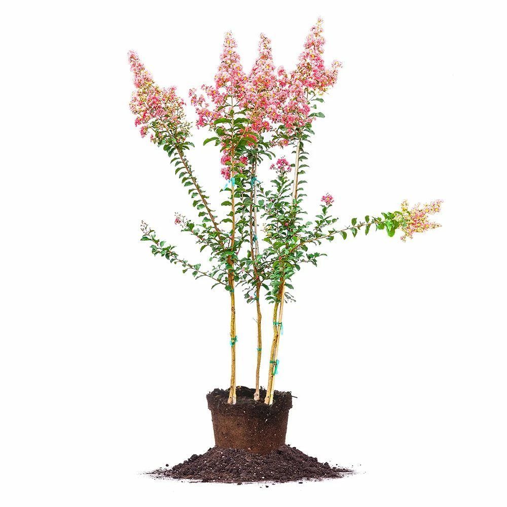 Perfect Plants Tuscarora Crape Myrtle Tree 1 Perfect Plants Tuscarora Crape Myrtle Tree