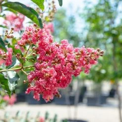 Perfect Plants Tuscarora Crape Myrtle Tree