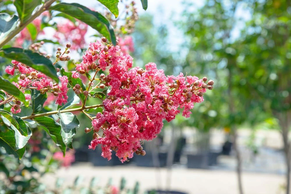 Perfect Plants Tuscarora Crape Myrtle Tree 2 Perfect Plants Tuscarora Crape Myrtle Tree