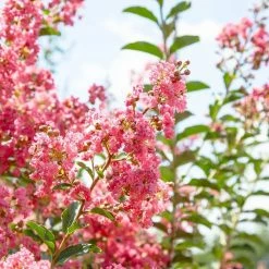 Perfect Plants Tuscarora Crape Myrtle Tree 6 Perfect Plants Tuscarora Crape Myrtle Tree