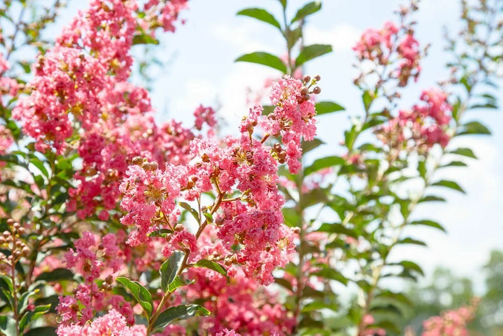 Perfect Plants Tuscarora Crape Myrtle Tree 3 Perfect Plants Tuscarora Crape Myrtle Tree