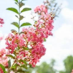 Perfect Plants Tuscarora Crape Myrtle Tree 7 Perfect Plants Tuscarora Crape Myrtle Tree