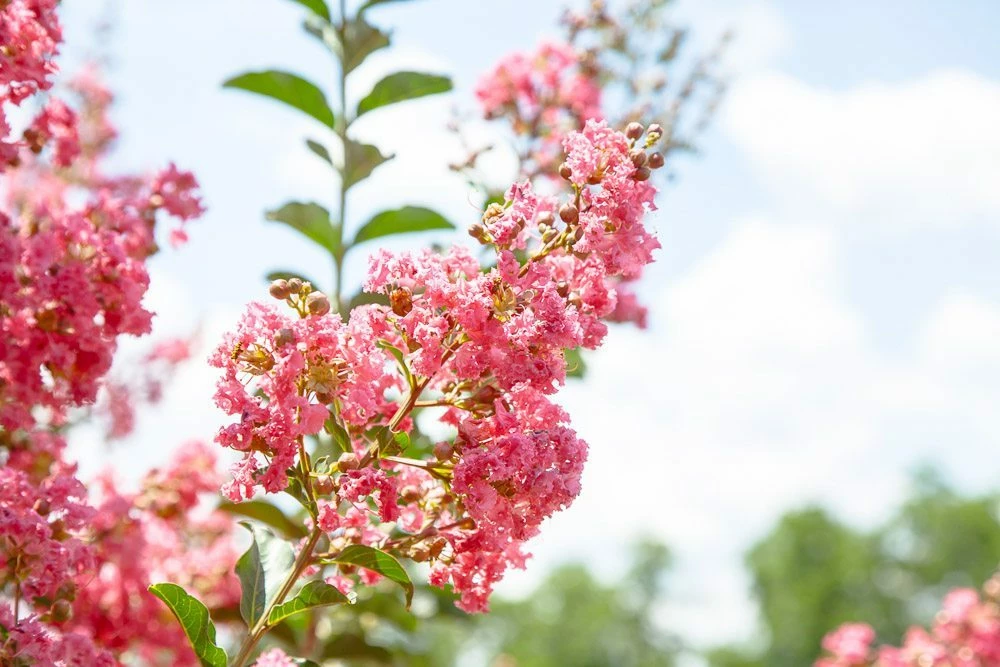 Perfect Plants Tuscarora Crape Myrtle Tree 4 Perfect Plants Tuscarora Crape Myrtle Tree