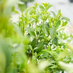 Perfect Plants Sweet Viburnum