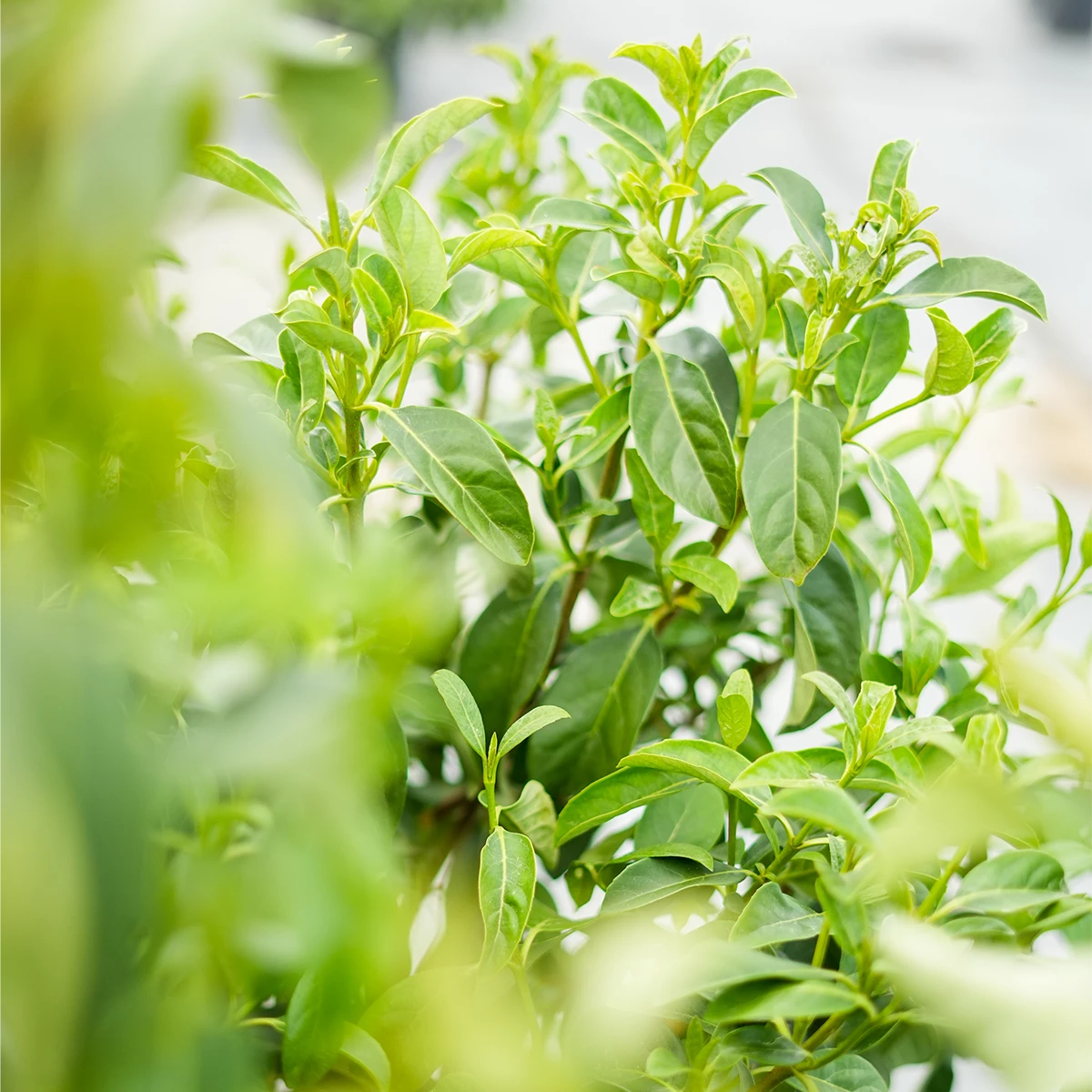 Perfect Plants Sweet Viburnum 2 Perfect Plants Sweet Viburnum