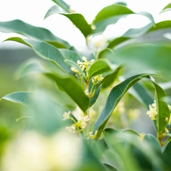 Perfect Plants Flowering Shrubs Fragrant Tea Olive Tree