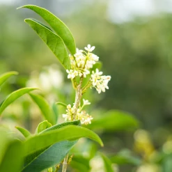 Perfect Plants Flowering Shrubs Fragrant Tea Olive Tree