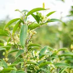 Perfect Plants Flowering Shrubs Fragrant Tea Olive Tree