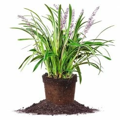 Perfect Plants All Shrubs & Hedges Variegated Liriope Shrub