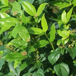 Perfect Plants Spring Bouquet Viburnum
