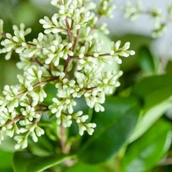Perfect Plants Waxleaf Ligustrum
