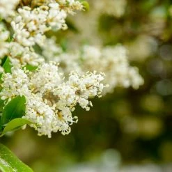 Perfect Plants Waxleaf Ligustrum