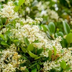 Perfect Plants Waxleaf Ligustrum