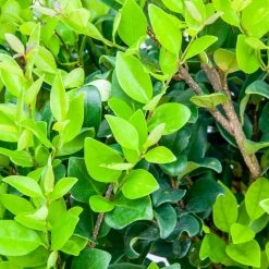 Perfect Plants Waxleaf Ligustrum