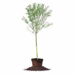 Perfect Plants Weeping Willow Tree
