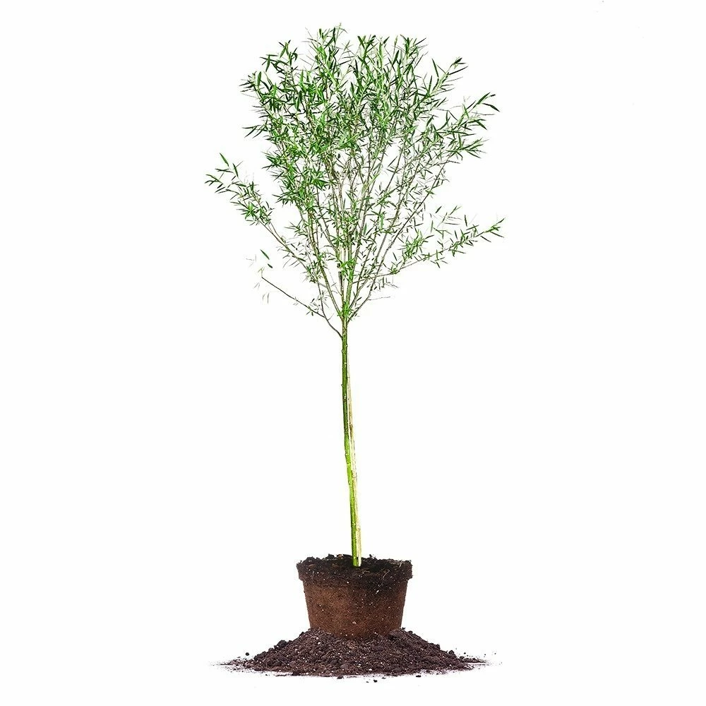 Perfect Plants Weeping Willow Tree 1 Perfect Plants Weeping Willow Tree