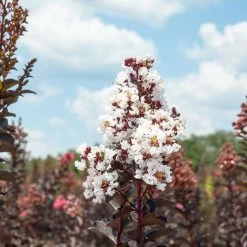 Perfect Plants Black Diamond® Pure White™ Crape Myrtle Tree All Trees