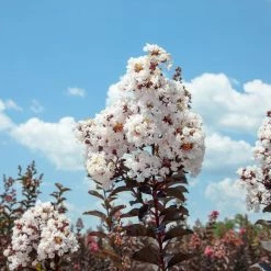 Perfect Plants Black Diamond® Pure White™ Crape Myrtle Tree All Trees