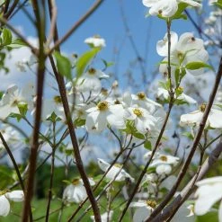 Perfect Plants White Kousa Dogwood Tree All Trees