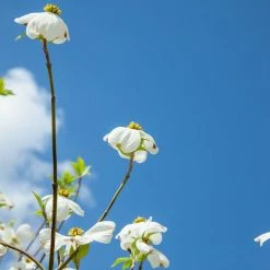 Perfect Plants White Kousa Dogwood Tree All Trees