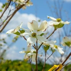 Perfect Plants White Kousa Dogwood Tree All Trees