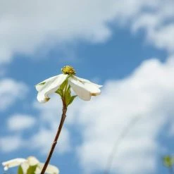 Perfect Plants White Kousa Dogwood Tree All Trees