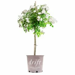 Perfect Plants White Drift® Rose Tree Drift® Roses