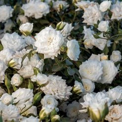 Perfect Plants Drift® Roses White Drift® Rose Bush