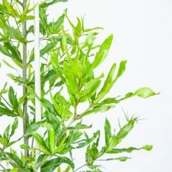 Perfect Plants Willow Oak Tree