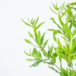 Perfect Plants Willow Oak Tree