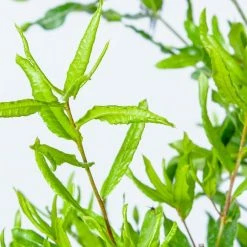 Perfect Plants Willow Oak Tree