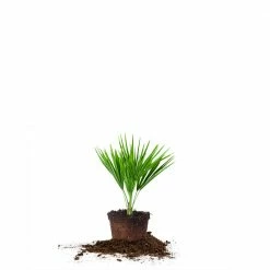 Perfect Plants Salt Tolerant Shrubs Windmill Palm Tree
