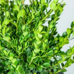 Perfect Plants Boxwood Shrubs Wintergreen Boxwood Shrub