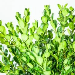 Perfect Plants Boxwood Shrubs Wintergreen Boxwood Shrub