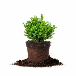 Perfect Plants Boxwood Shrubs Wintergreen Boxwood Shrub