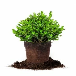 Perfect Plants Boxwood Shrubs Wintergreen Boxwood Shrub