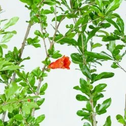 Perfect Plants Wonderful Pomegranate Tree All Fruit & Nut Trees