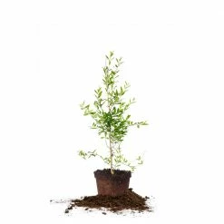 Perfect Plants Wonderful Pomegranate Tree All Fruit & Nut Trees