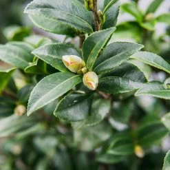 Perfect Plants Yuletide Camellia
